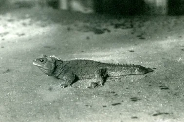 Un tuatara du détroit de Cook, ou tuatara du nord au zoo de Londres, vers 1923